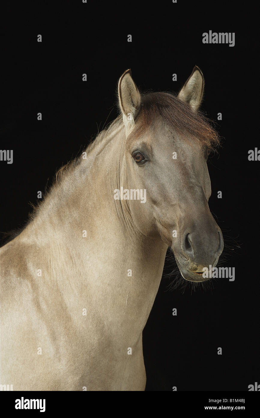 Cavallo primitivo polacco. Ritratto di dun adulto su sfondo nero Foto Stock