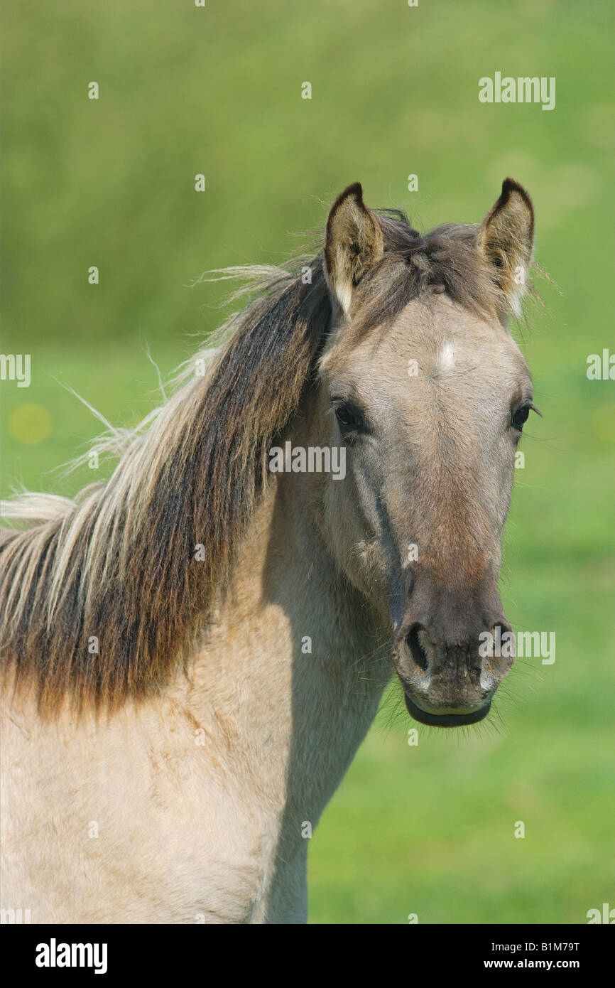 Cavallo primitivo polacco. Ritratto di dun adulto Foto Stock