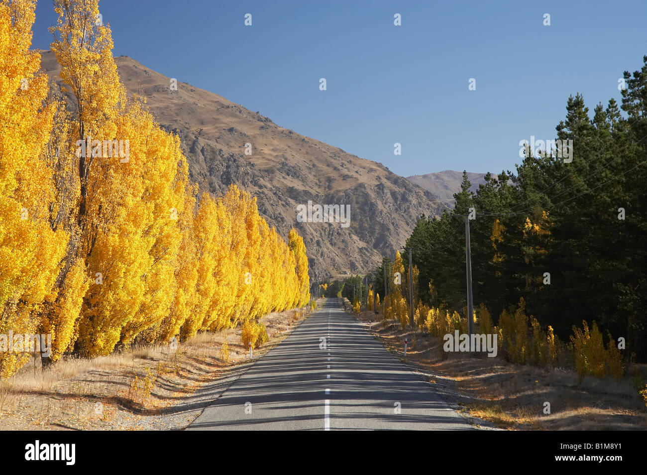 Pearson Road e autunno sugli alberi di pioppo vicino a Cromwell Central Otago Isola del Sud della Nuova Zelanda Foto Stock