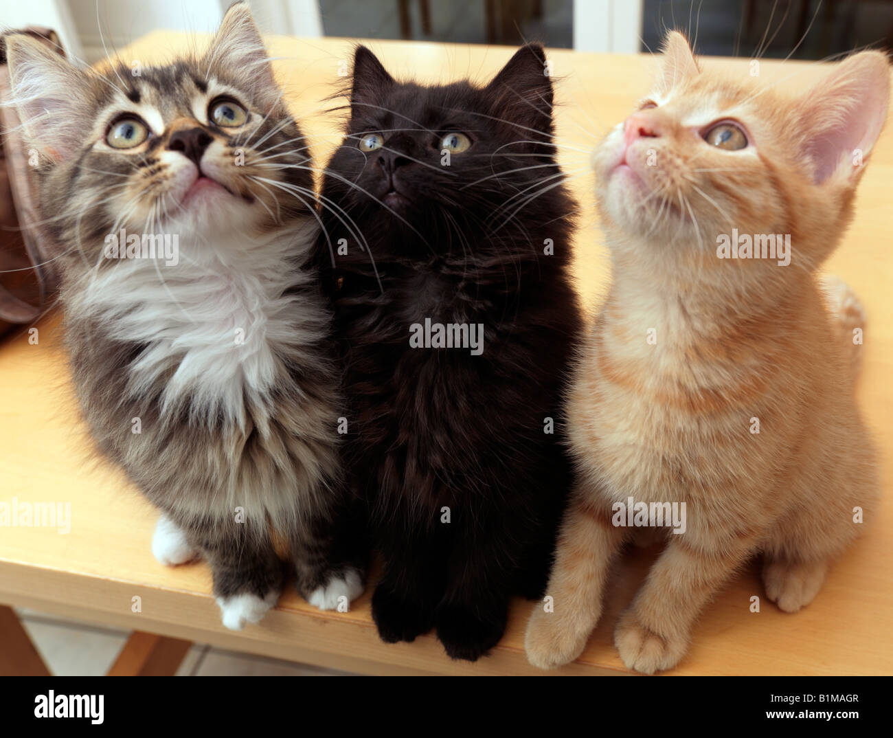 Tre i gattini di tre colori diversi lo zenzero Tartaruga e nero dalla stessa figliata di età compresa tra 9 settimane Foto Stock