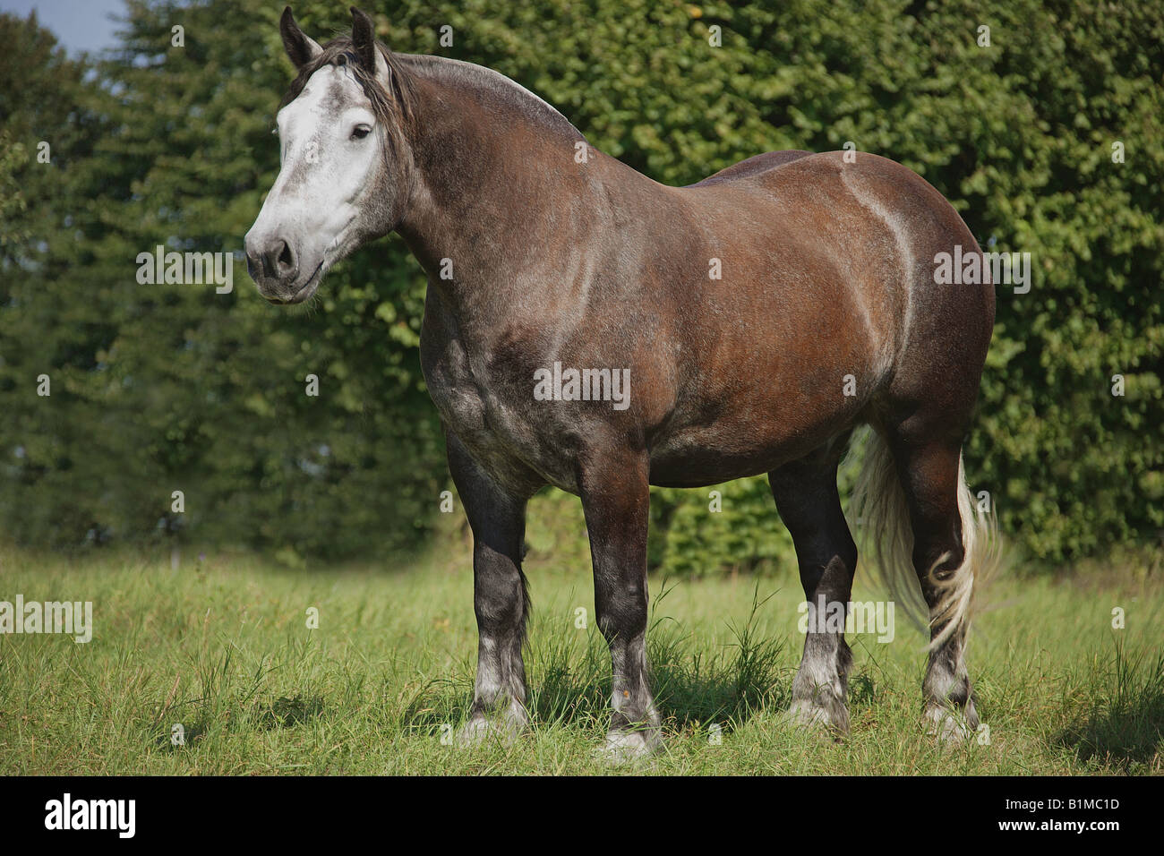 Percheron - in piedi sul prato Foto Stock