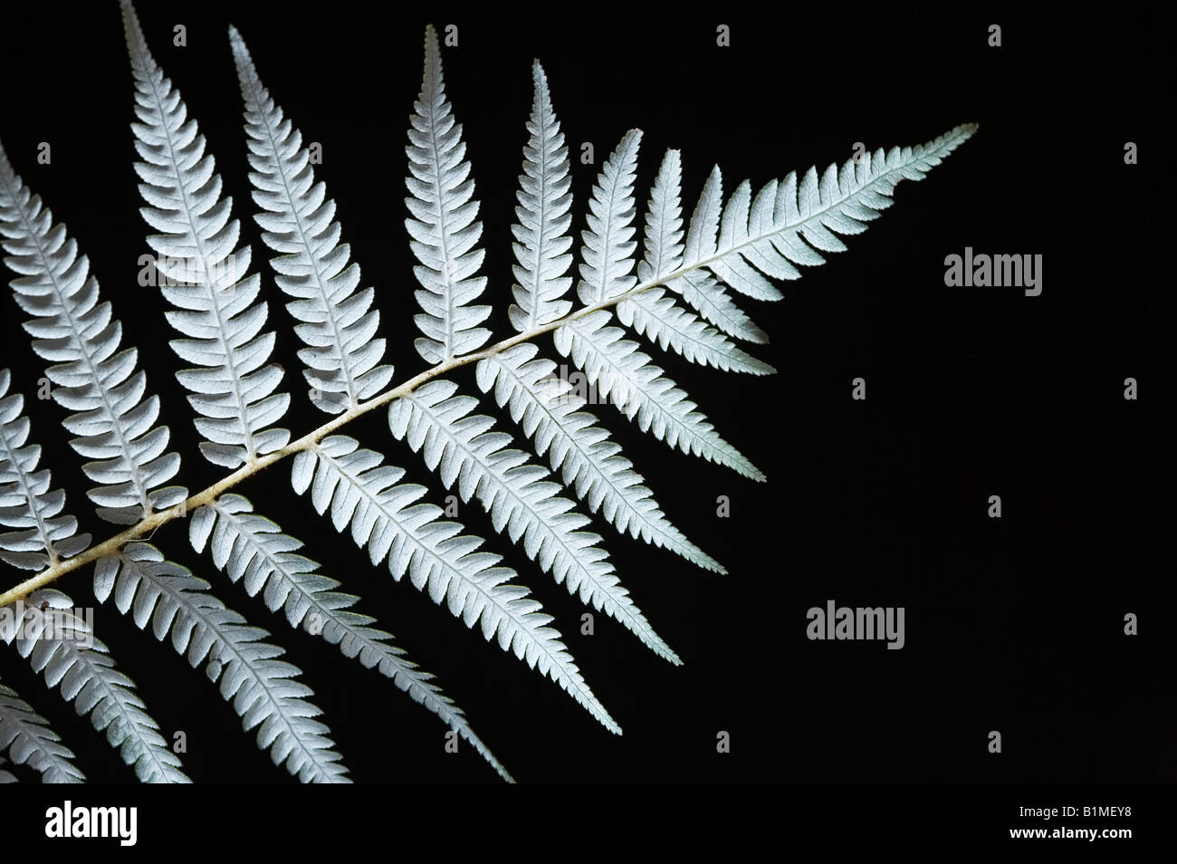 Silver Fern Frond lato inferiore Cyathea dealbata Foto Stock