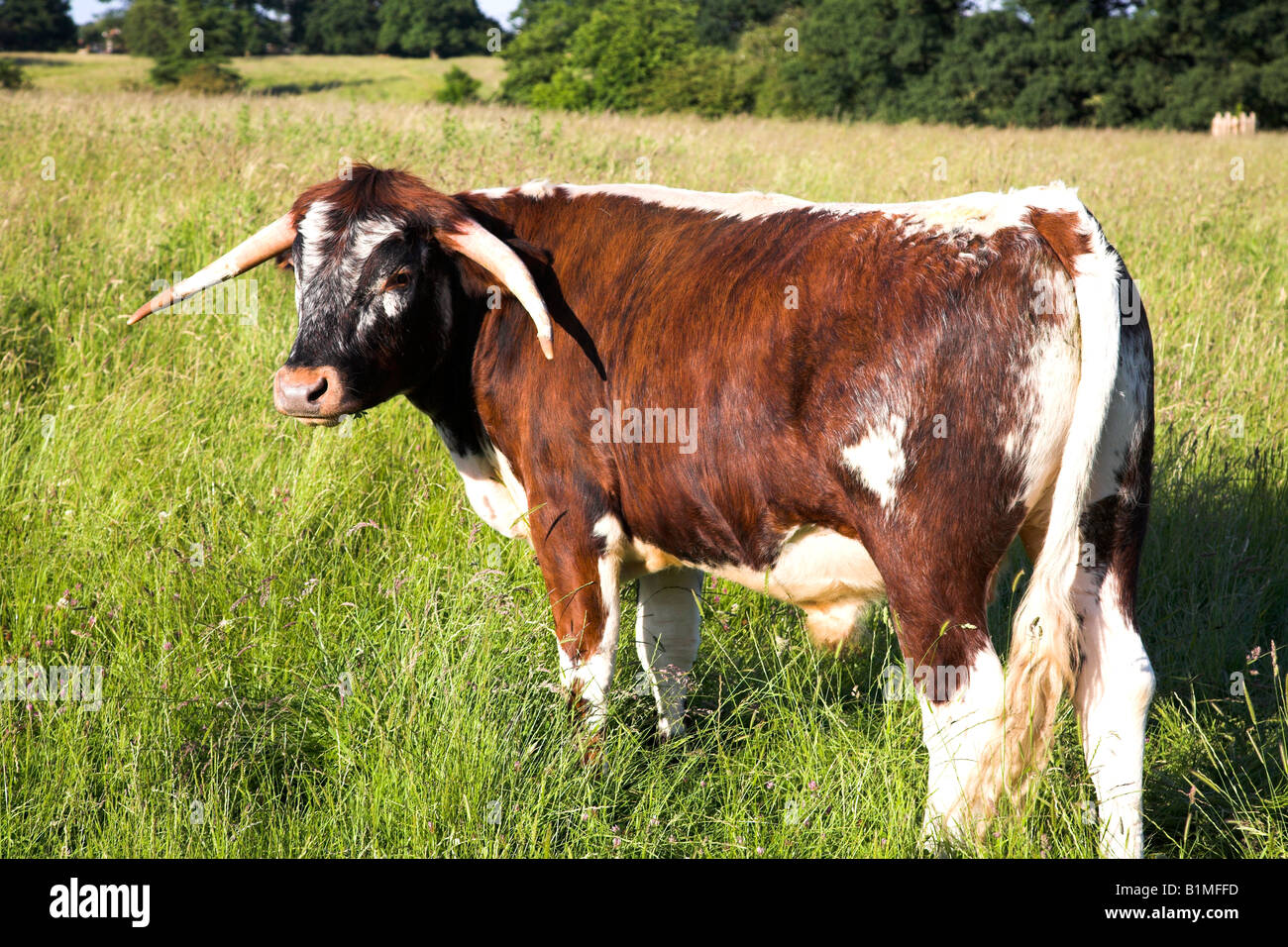 Un Inglese di Longhorn cow di pascolare su aperte di erba in terra Pishiobury Park, Sawbridgeworth, Herts. Foto Stock