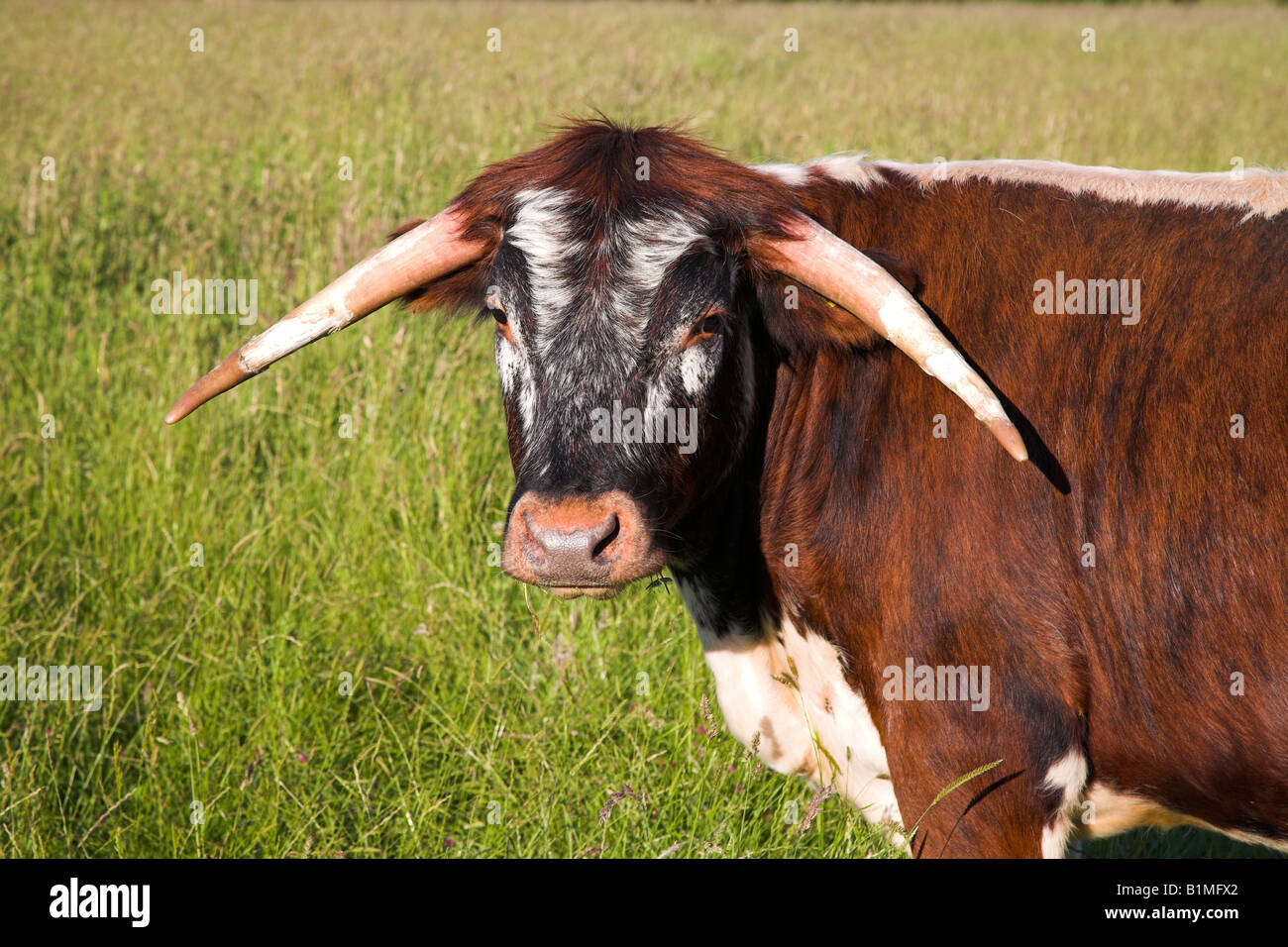Inglese Longhorn mucca pascolare su open terra d'erba. Foto Stock