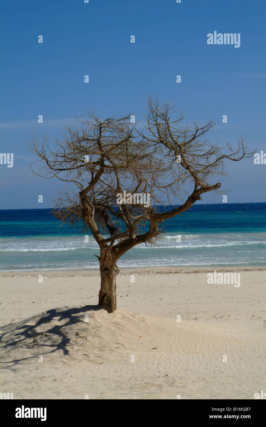 Vista mare, spiaggia, sabbia, albero, ramo,il mare, le onde, blu cielo cielo azzurro,nuvole, blu scuro, Mallorca Spagna, caldo sole tropicale, Foto Stock