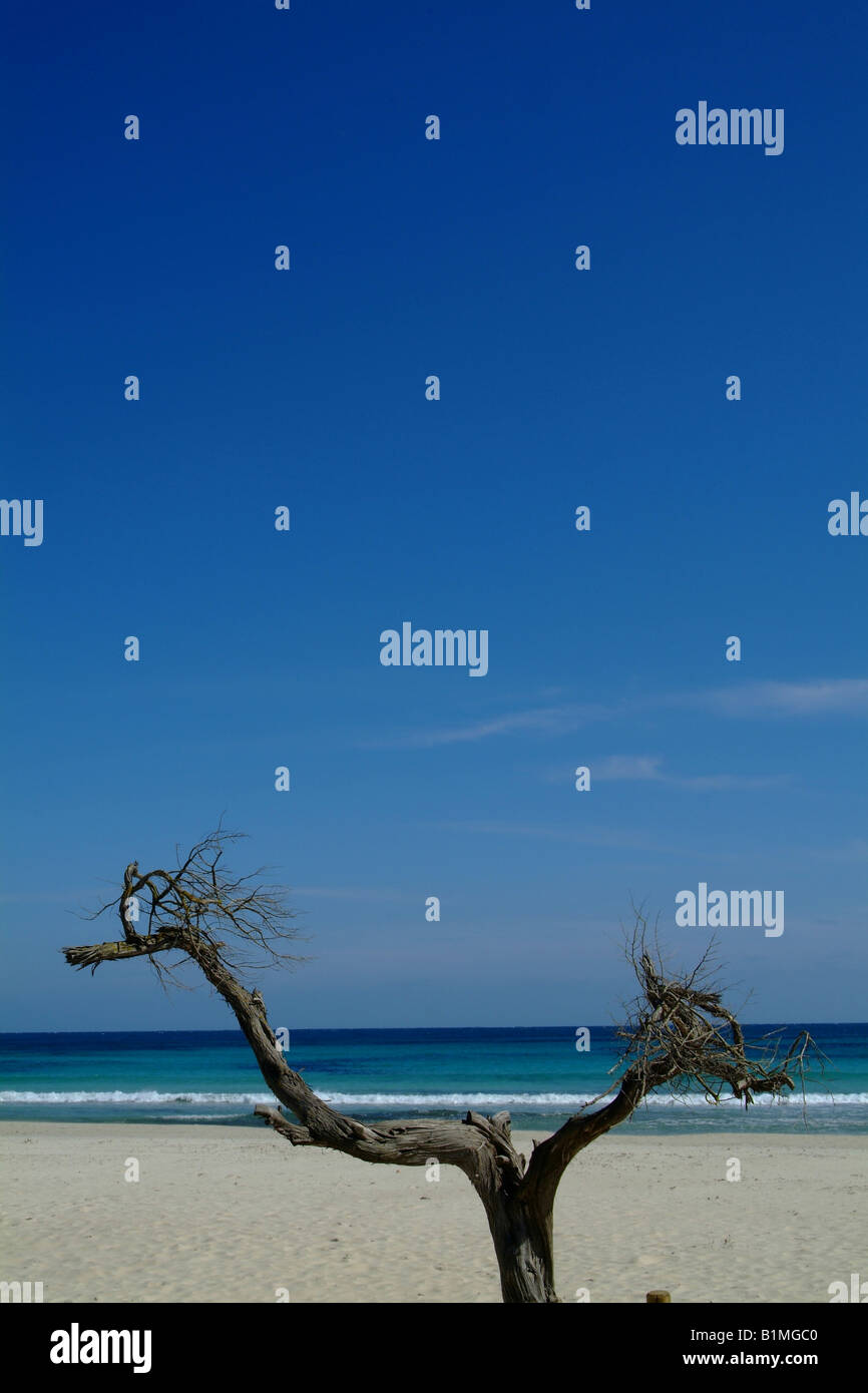 Vista mare, spiaggia, sabbia, albero, ramo,il mare, le onde, blu cielo cielo azzurro,nuvole, blu scuro, Mallorca Spagna, caldo sole tropicale, Foto Stock