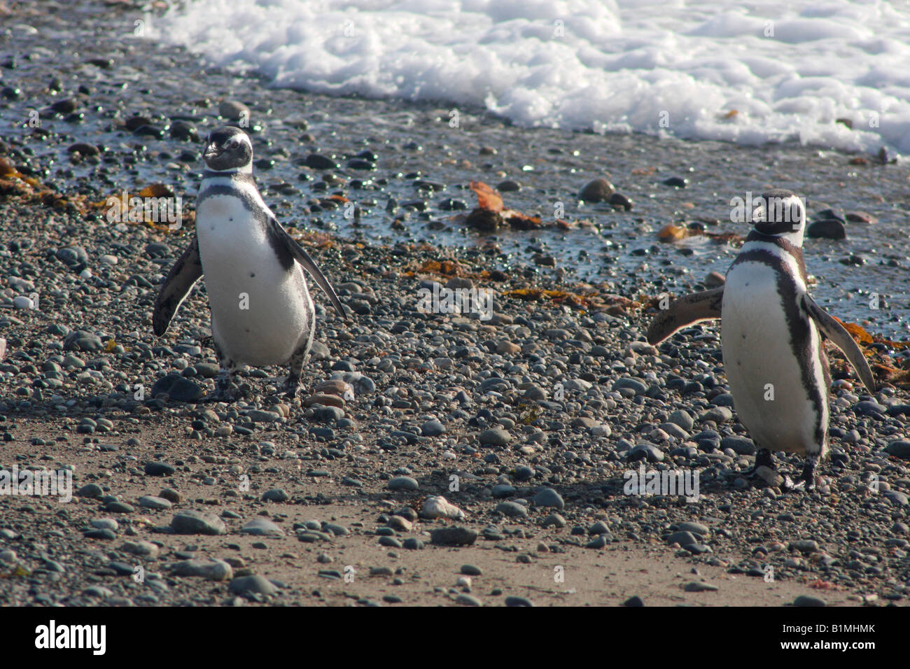 Magellanic penguin Spheniscus magellanicus colonia in Seno Otway accanto a Punta Arenas in Cile Foto Stock