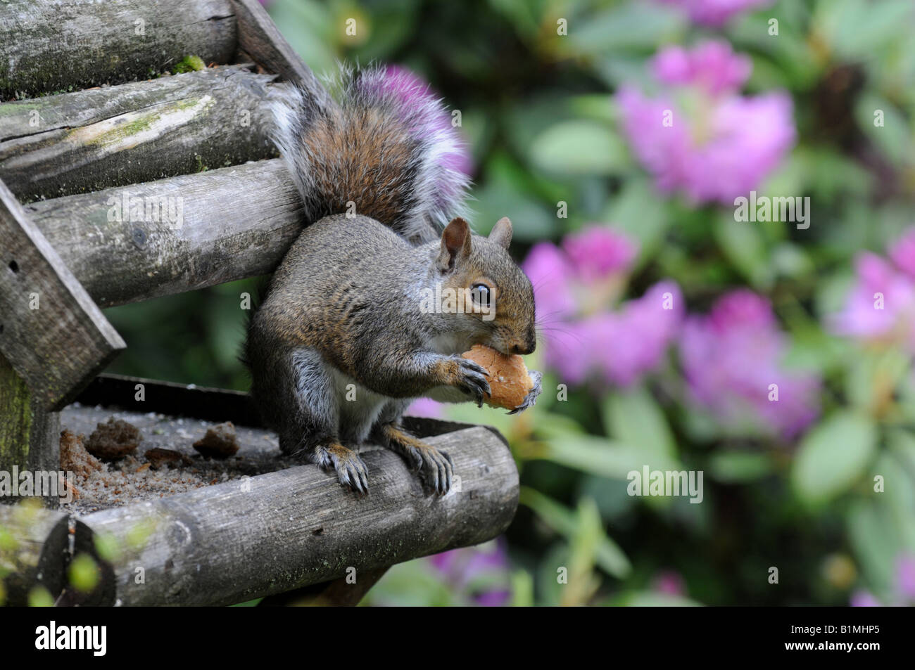 Scoiattolo grigio su un uccello tabella nello Shropshire REGNO UNITO Foto Stock