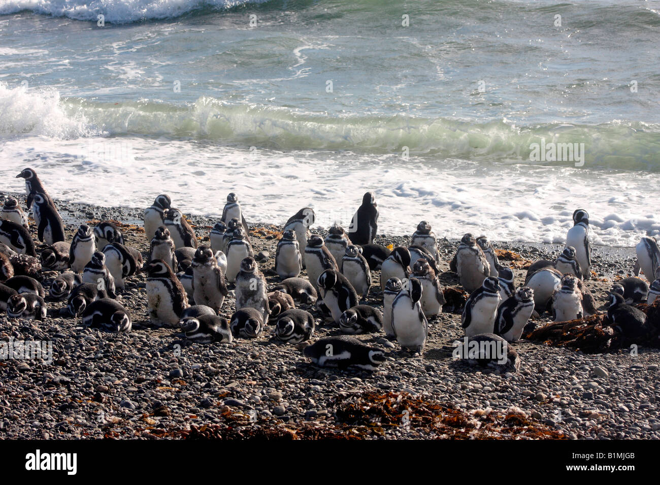 Magellanic penguin Spheniscus magellanicus colonia in Seno Otway accanto a Punta Arenas in Cile Foto Stock
