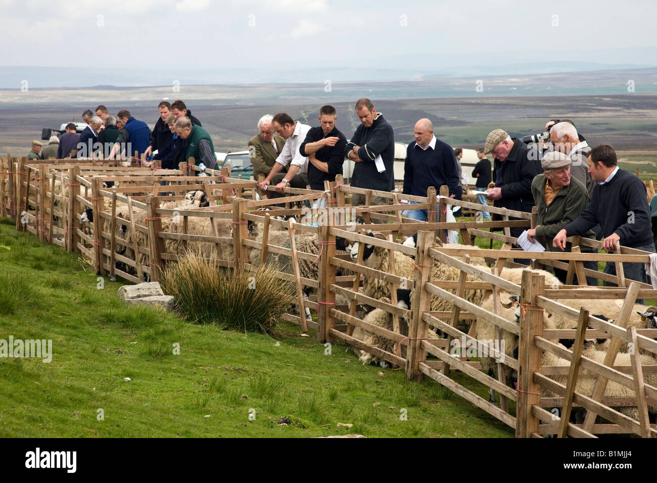 Tan Hill annuale Swaledale Spettacolo delle Pecore North Yorkshire tenutasi giovedì scorso a maggio Foto Stock