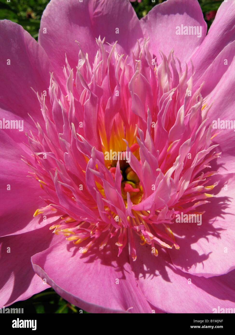 Cloe fino della bella aromatico Peonia Rosa in giardino. Foto Stock