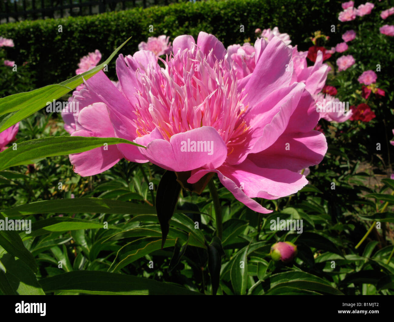 Bella aromatico Peonia Rosa in giardino. Foto Stock