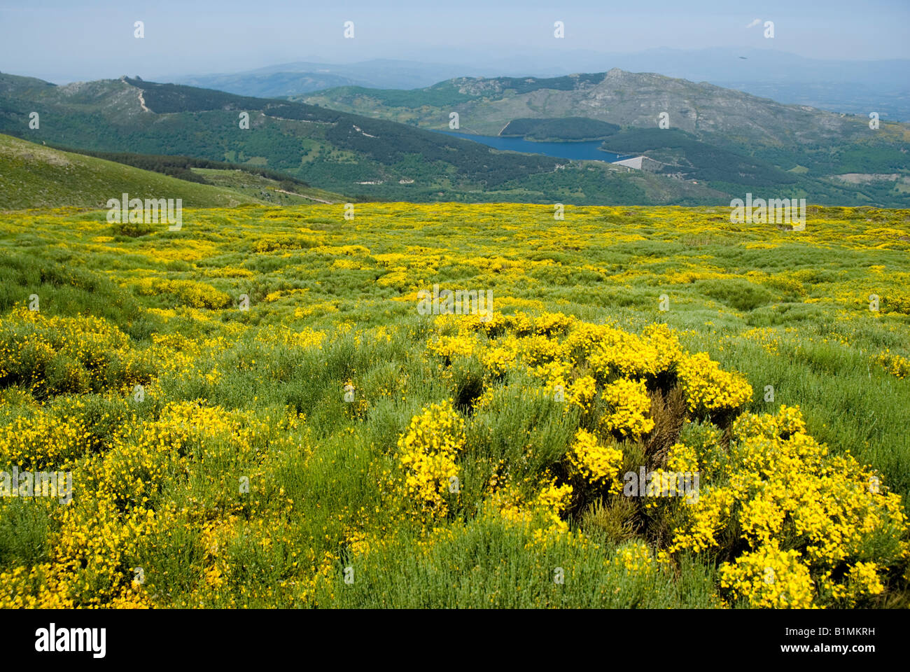 Scopa in El Calvitero collina vicino a Candelario provincia di Salamanca Castiglia e Leon Regione Spagna Foto Stock