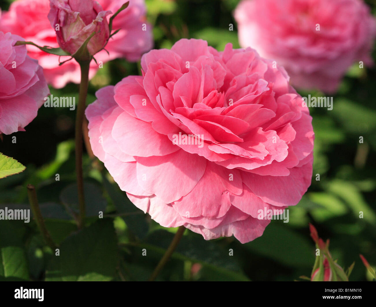 Una rosa è woody perenne del genere Rosa, all interno della famiglia delle Rosaceae. Foto Stock