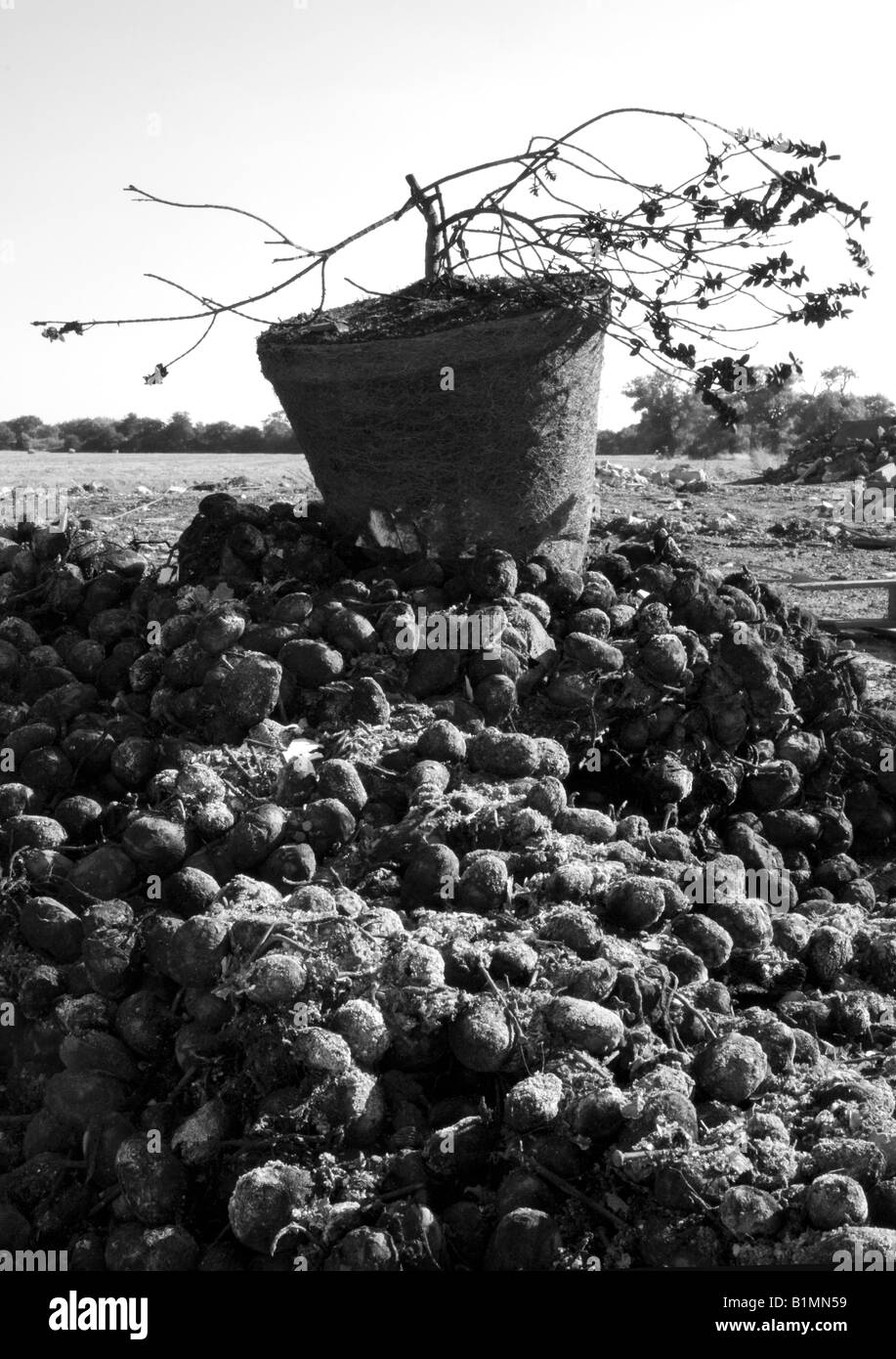 Un morto e scartato pianta si trova in cima a una pila di bruciare le patate su una punta accanto a terreno coltivato in Essex. Foto Stock