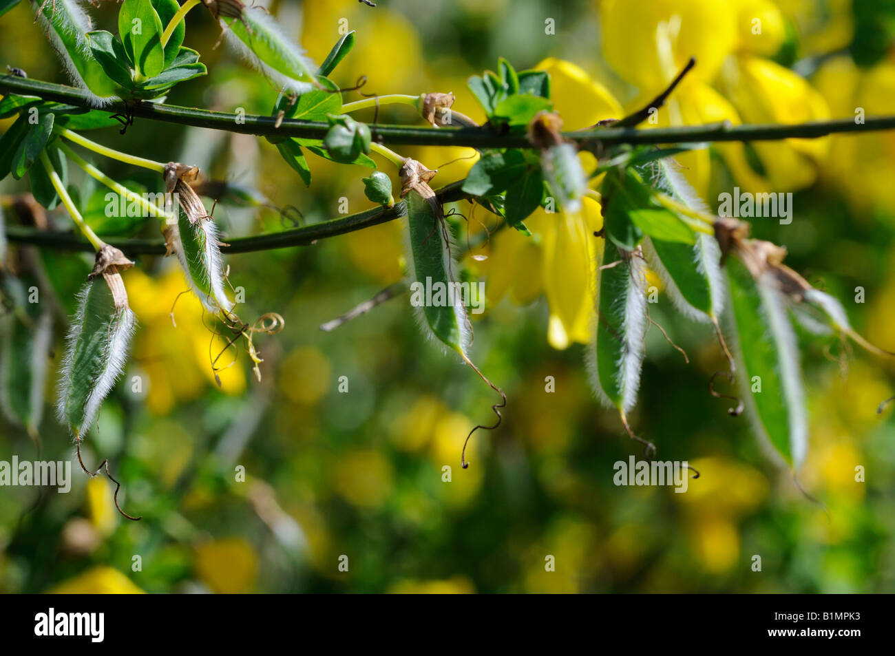 Ginestra fiori e baccelli di semi. Foto Stock