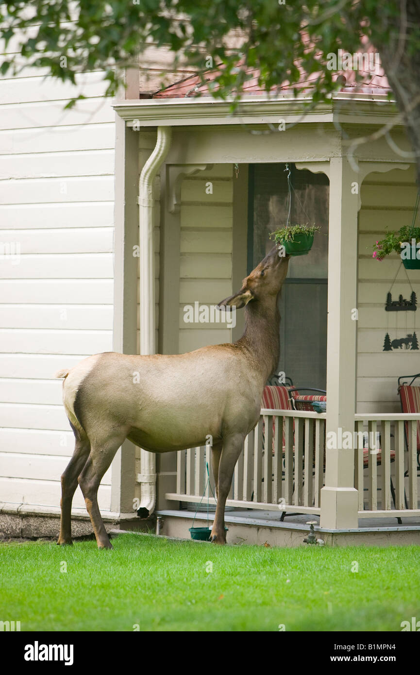Una femmina (COW) elk si allunga per mangiare un impianto pensile dal portico anteriore di una casa. Foto Stock