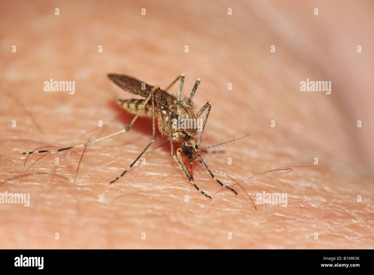 Close up di una femmina di zanzara Culiseta Annulata il prelievo di sangue da una vittima umana Foto Stock