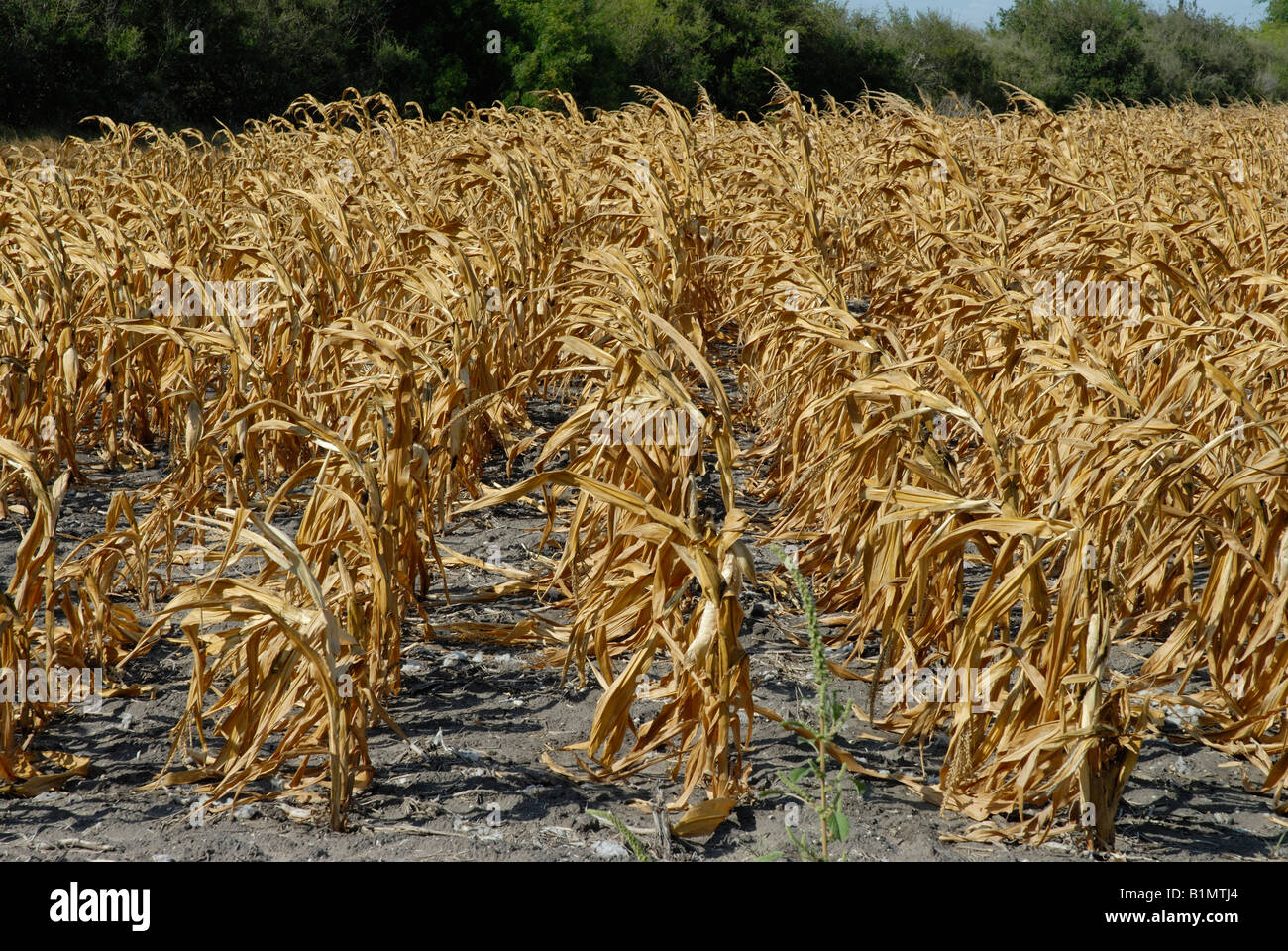 Corm fallimento di raccolto a causa della siccità in Texas del Sud. Quasi una perdita totale. Un disastro per alimenti Foto Stock