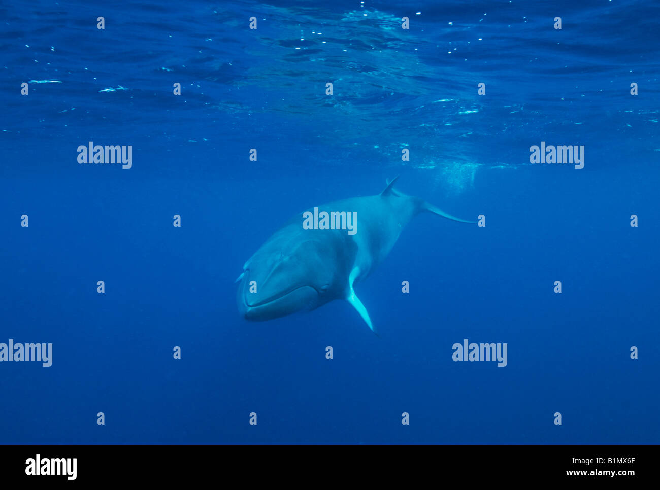 Dwarf Minke Whale (Balaenoptera acutorostrata ssp.) la Grande Barriera Corallina, la subacquea in Australia Foto Stock