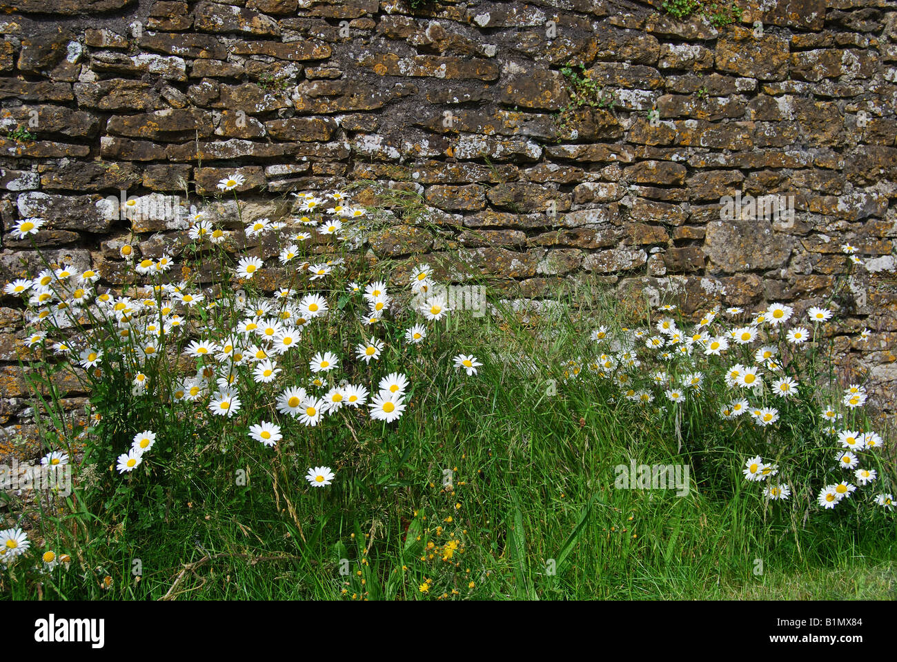 Fiori Selvatici da parete, Wiltshire, Cotswolds, England, Regno Unito Foto Stock