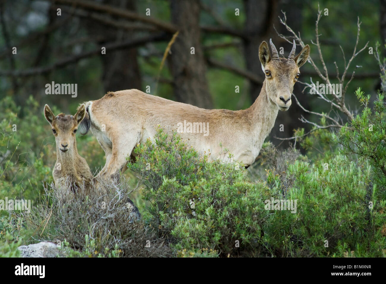 Due spagnoli di stambecco (Capra pyrenaica pyrenaica) Foto Stock