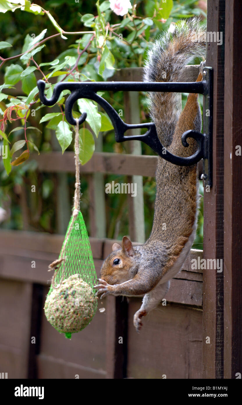 Un gray squirrel rubare cibo mangiare da un uccello alimentatore in un giardino Giugno 2008 Foto Stock