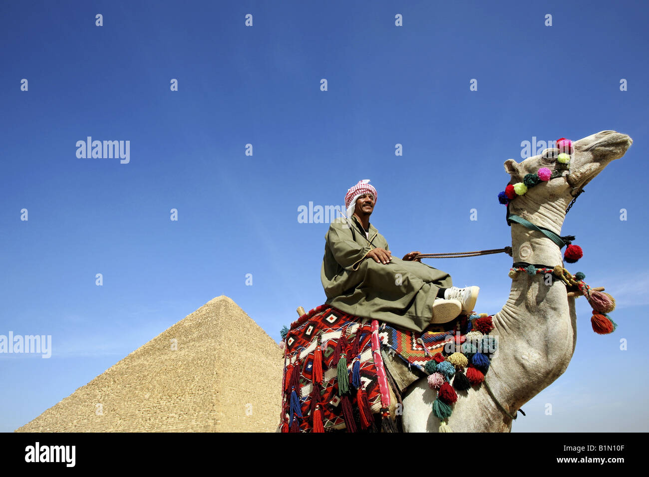 Camel rider presso le Piramidi di Giza Cairo Egitto Foto Stock