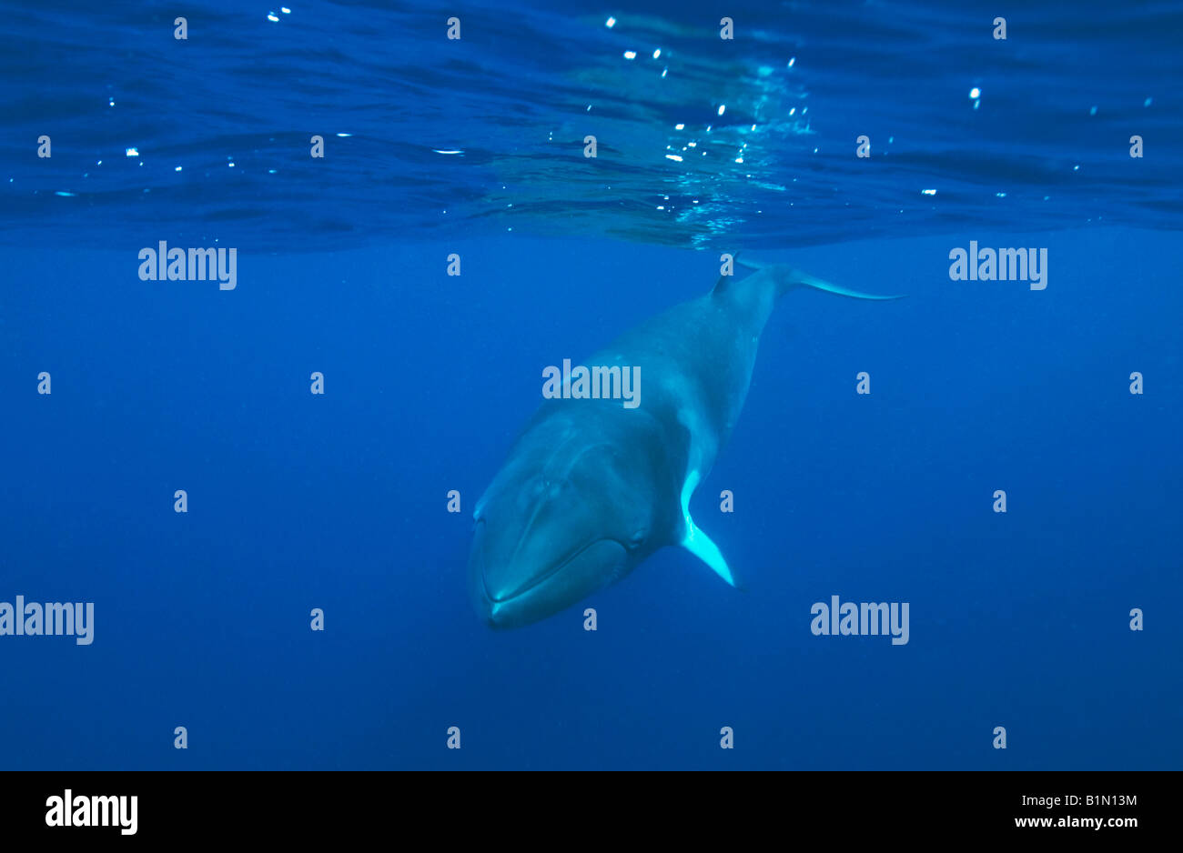 Dwarf Minke Whale (Balaenoptera acutorostrata ssp.) la Grande Barriera Corallina, la subacquea in Australia Foto Stock