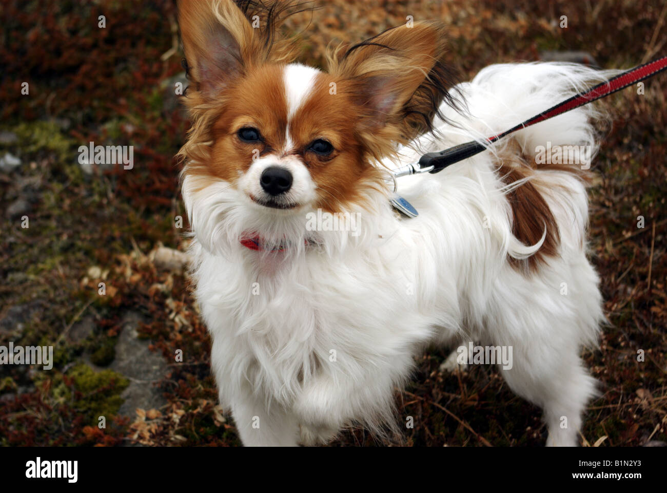 Cane di Papillon Foto Stock