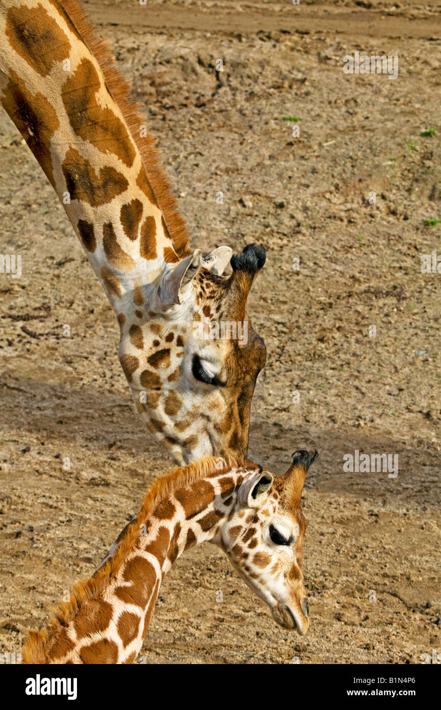 Mamma giraffa con baby Foto Stock