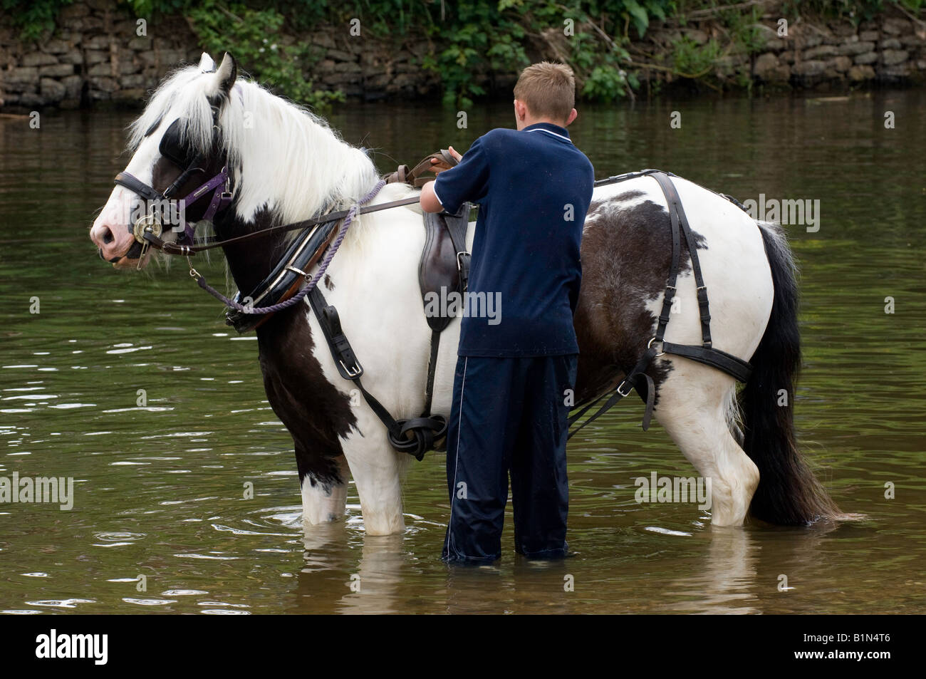 I cavalli di lavaggio nel fiume Eden all'antica Appleby Horse Fair tenuti ogni mese di giugno Foto Stock