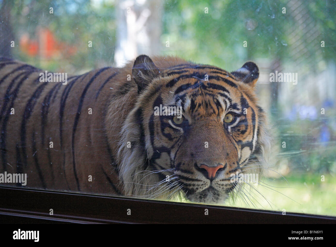 Una tigre in cattività in uno zoo dietro il vetro Foto Stock