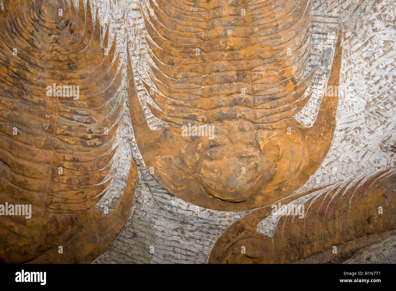 Trilobiti fossile Foto Stock