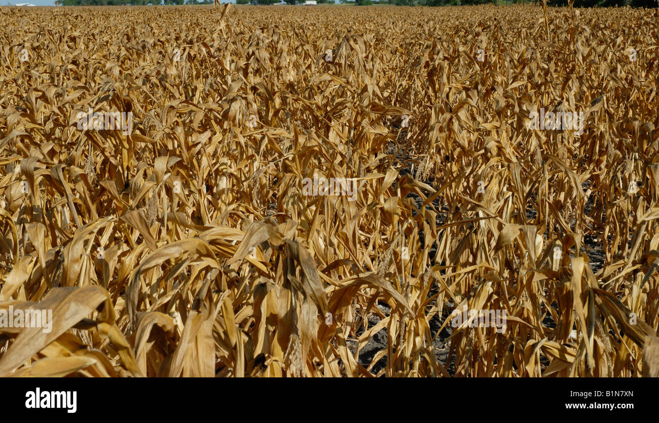 Mais guasto dovuto alla siccità nel sud del Texas. Quasi una perdita totale. Foto Stock