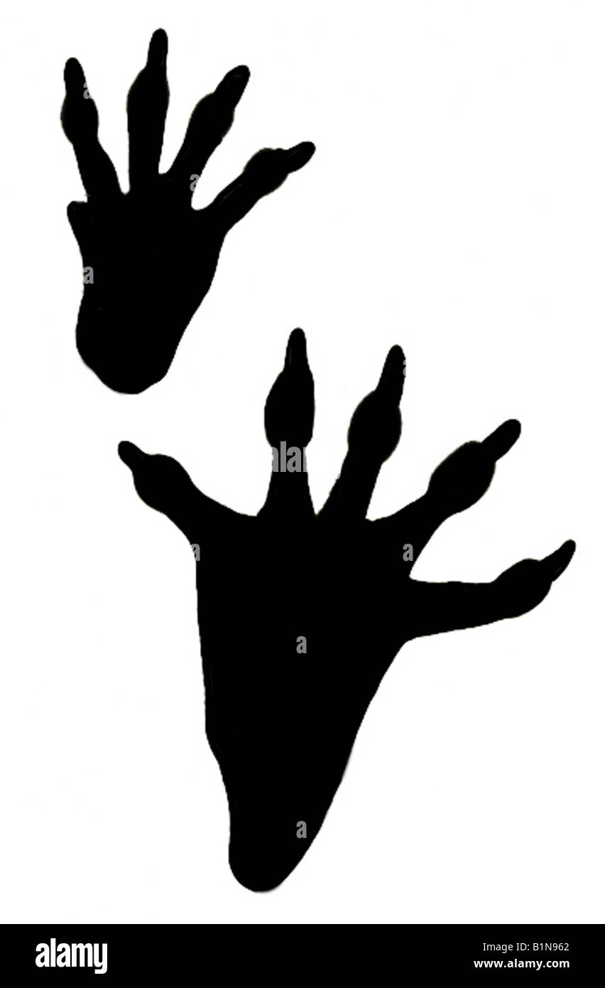 Quercino (Eliomys quercinus), impronte, disegno Foto Stock