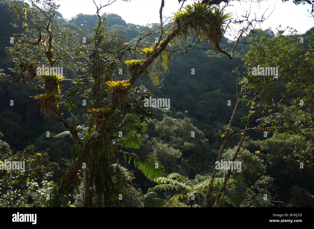 La foresta pluviale atlantica brasiliana, un habitat minacciato a livello globale. Foto Stock