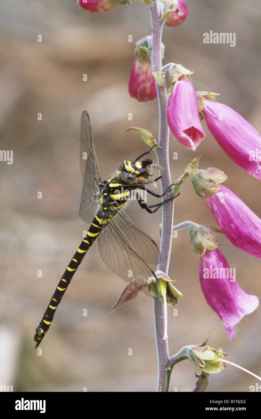 Libellula Golden-Ringed mangiare Bee (Cordulegaster boltonii) Foto Stock
