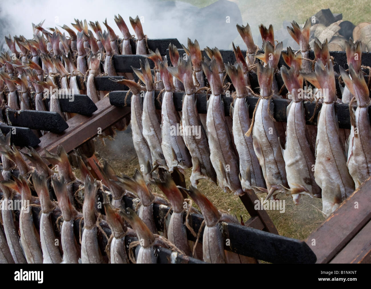 Eglefino affumicato su cavalletti a Edinburgh Royal Highland Show - famoso premiato Arbroath smokies da Fife, Scozia UK Foto Stock
