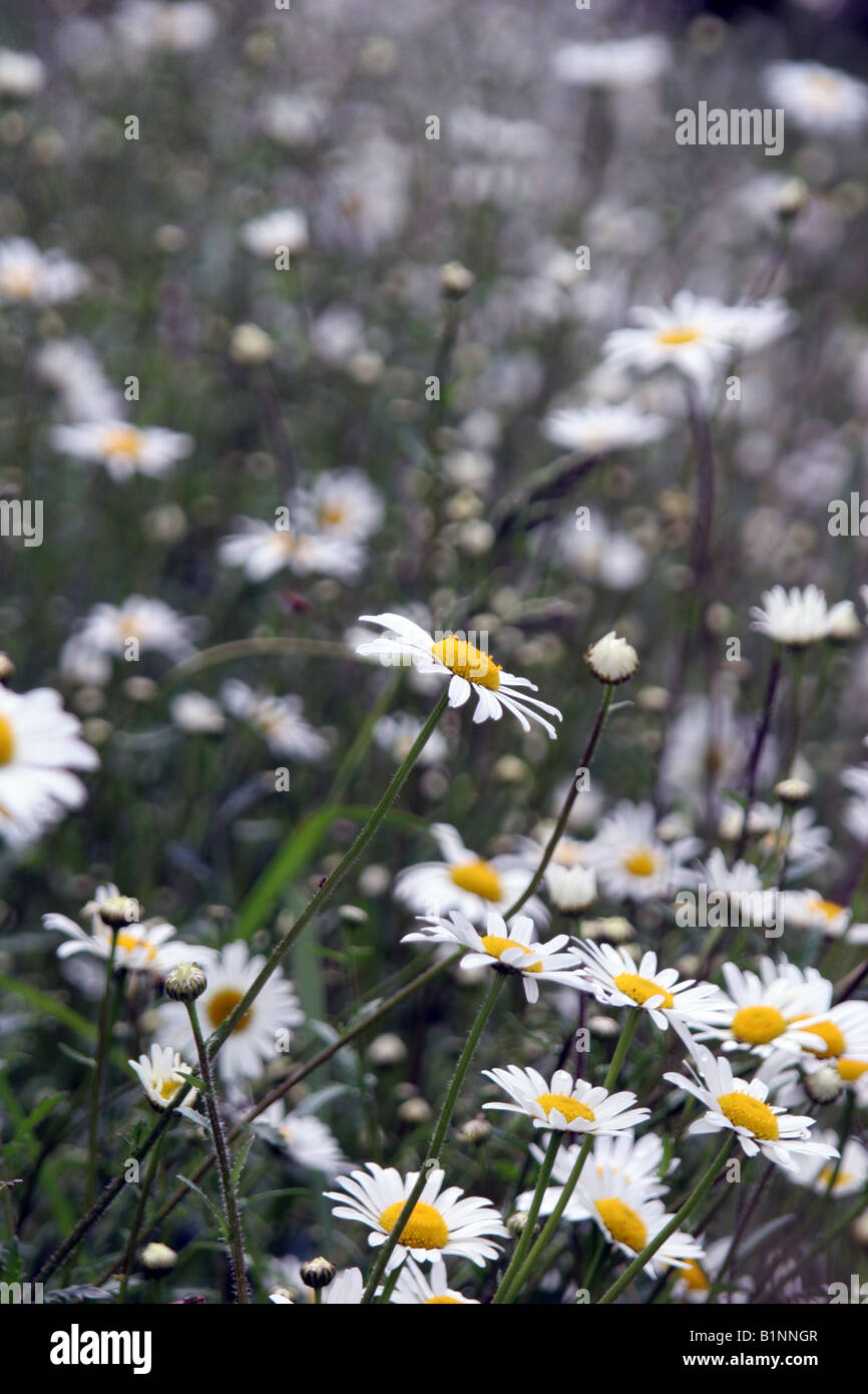 Un campo di oxeye daisys Foto Stock