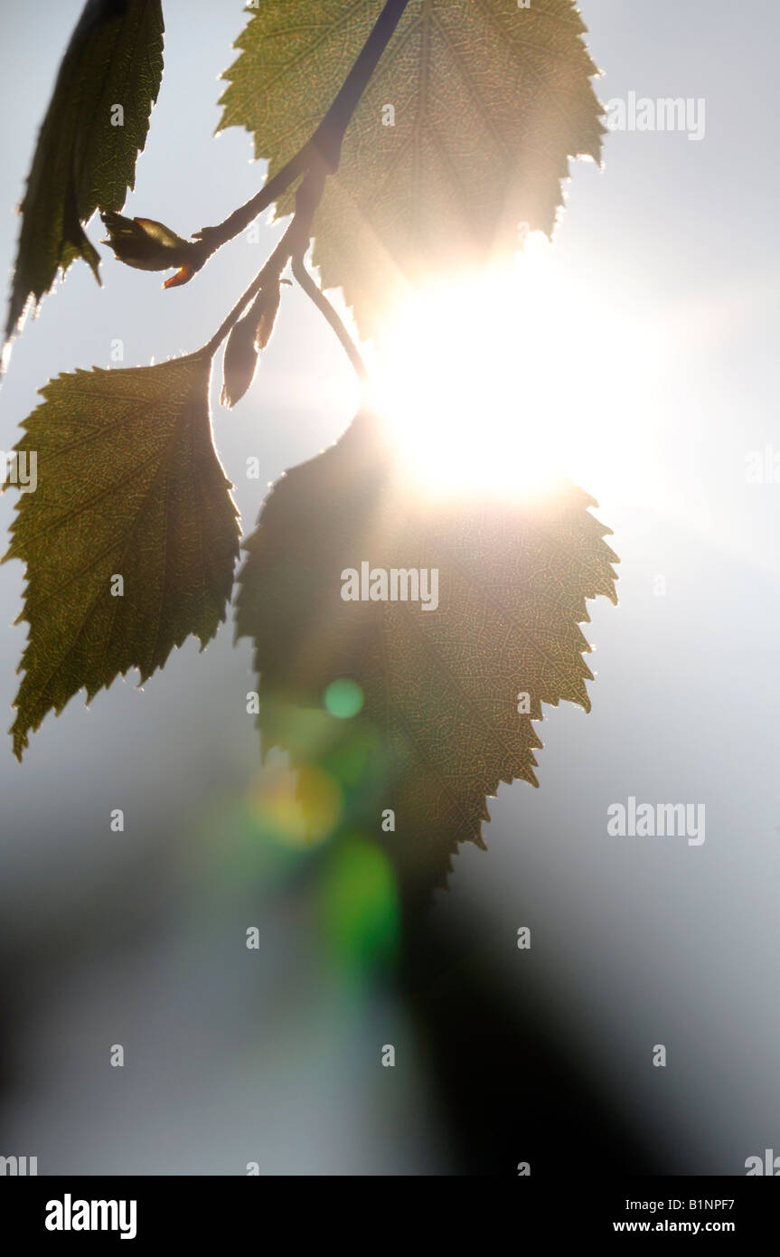 Argento Betulla foglie Foto Stock