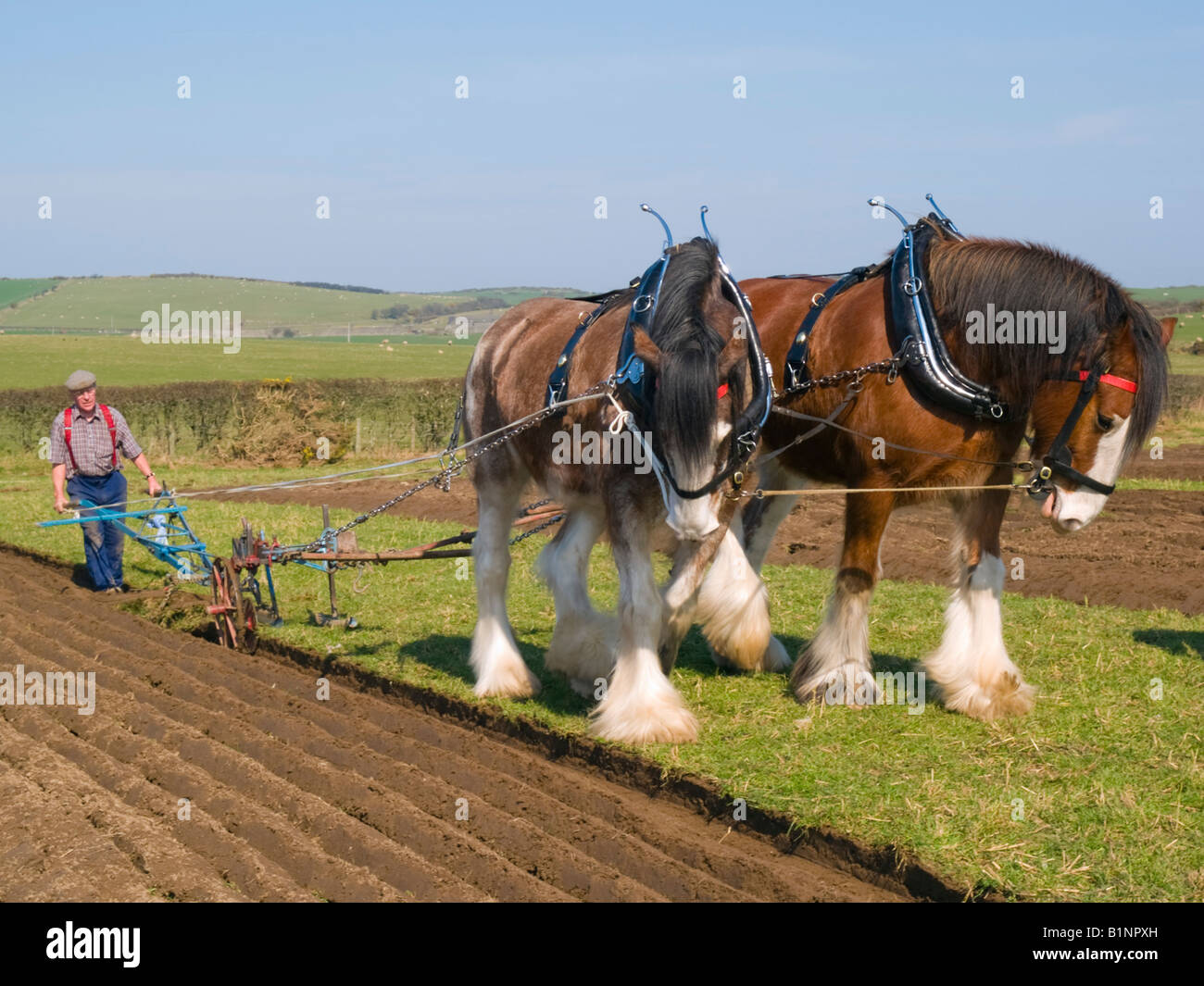 VINTAGE MATCH di aratura con una coppia di Shire cavalli tirando un aratro a mano in un paese campo laterale. Anglesey North Wales UK Gran Bretagna Foto Stock