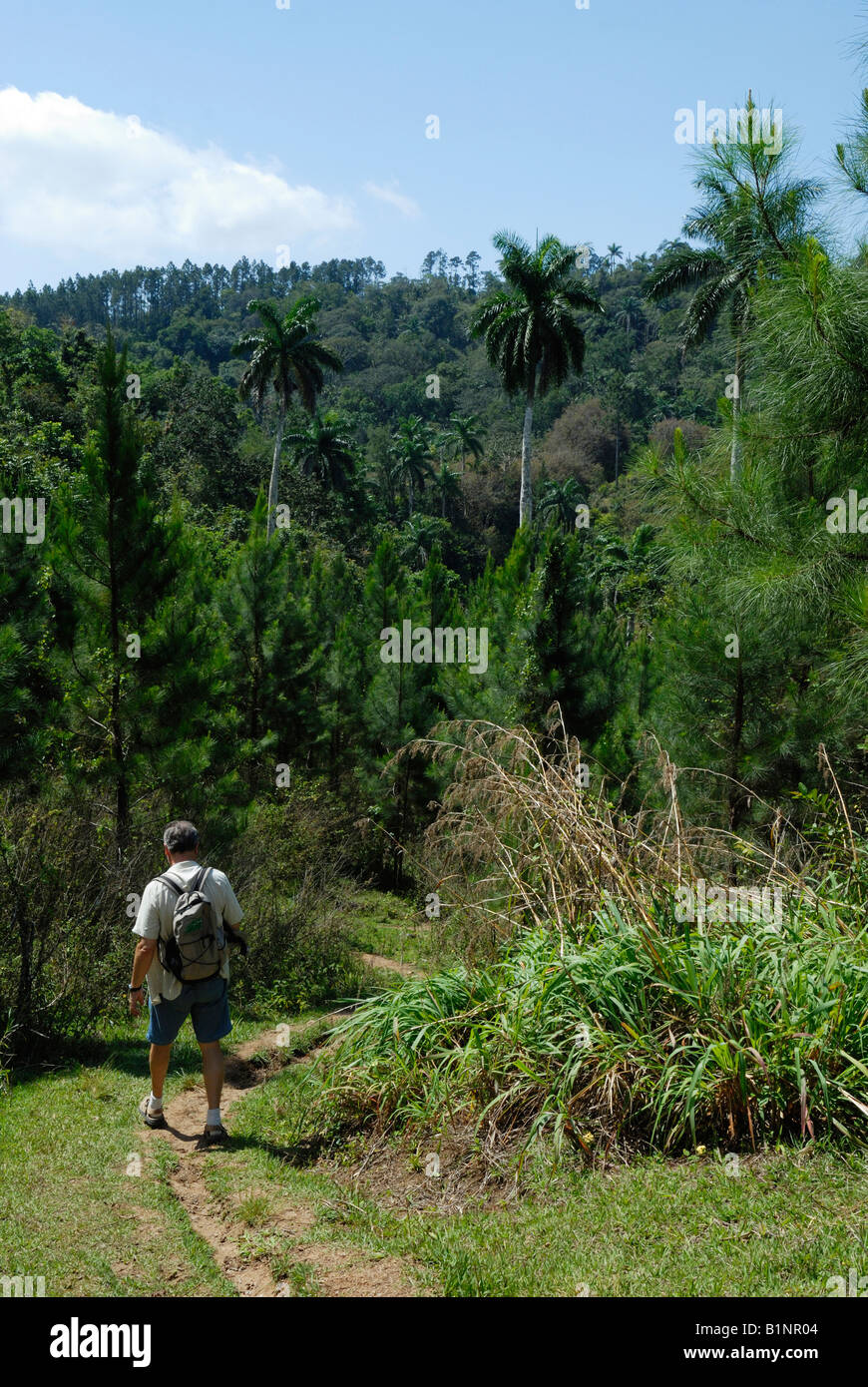 Anziani escursionista in boschi di conifere di Topes de Collantes Trinidad Cuba Aprile 2007 Foto Stock