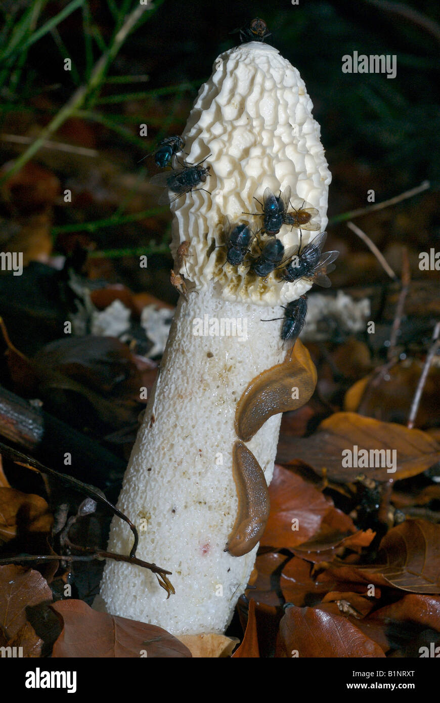 Vettori Stinkhorn Foto Stock