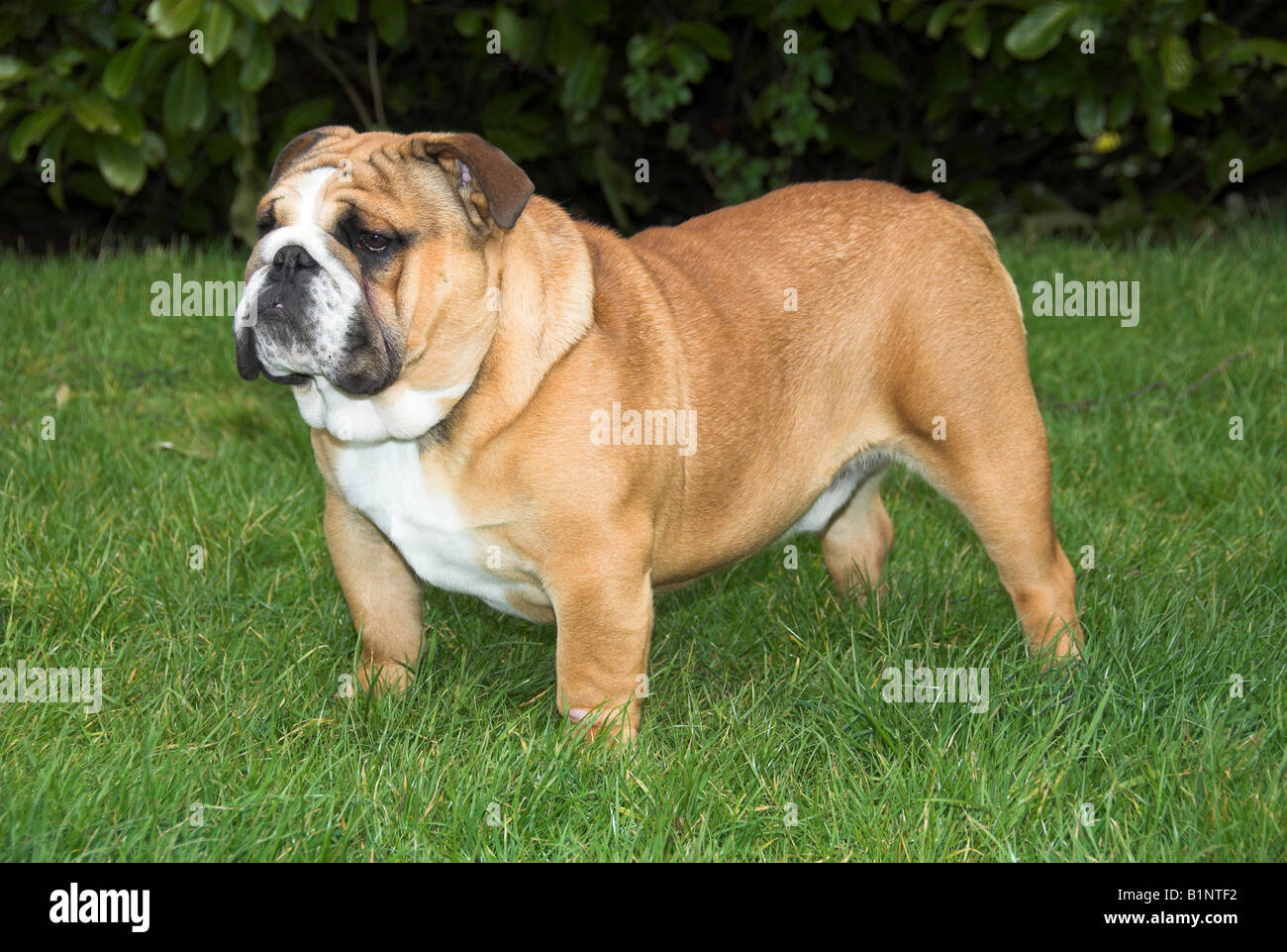 Bulldog inglesi o Bulldog inglese, è una dimensione medio-razza di cane che ha avuto origine in Inghilterra. Foto Stock