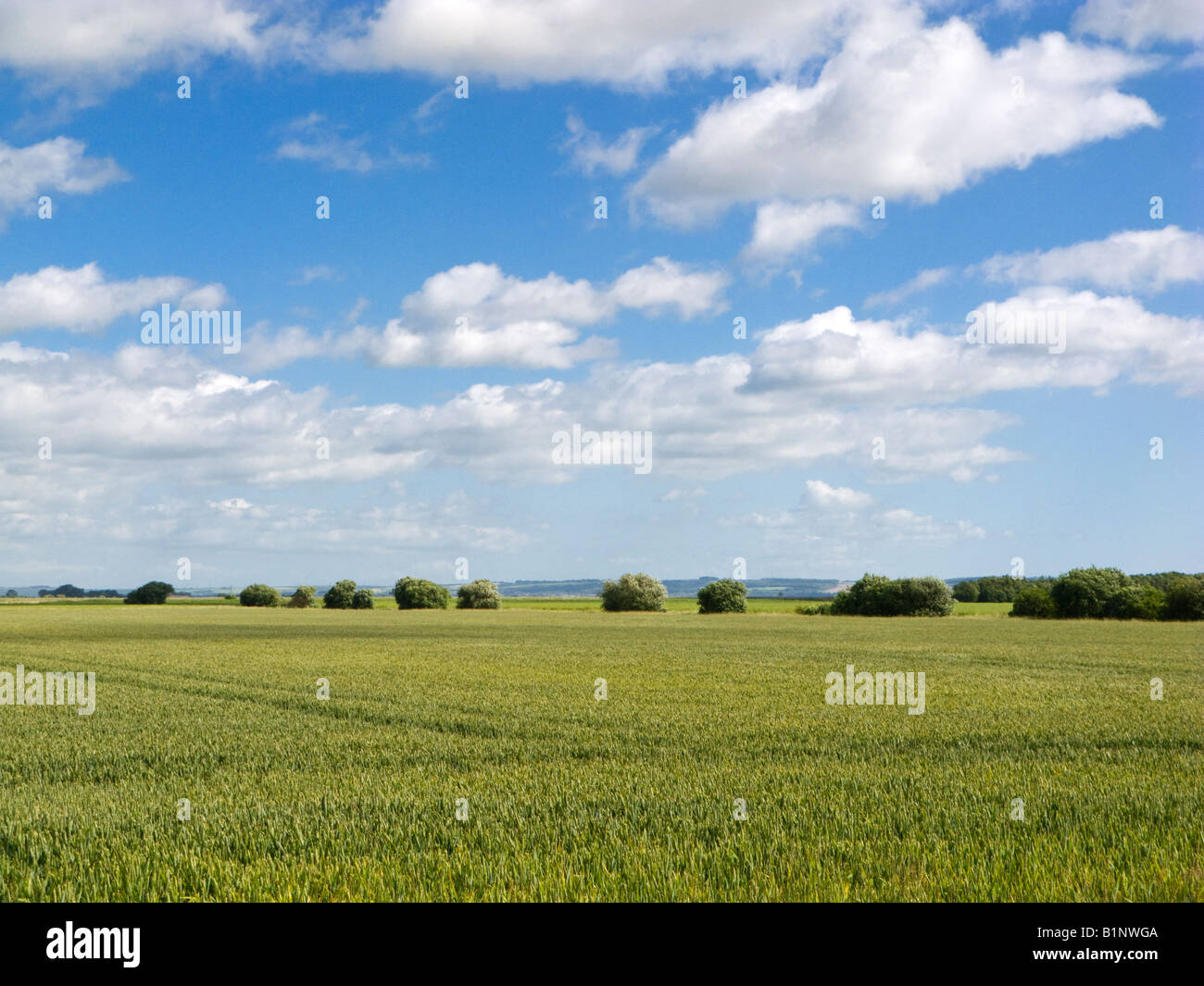 Paesaggio dello Yorkshire, campo di grano a maturazione all'inizio dell'estate East Riding of Yorkshire Farmland UK Foto Stock