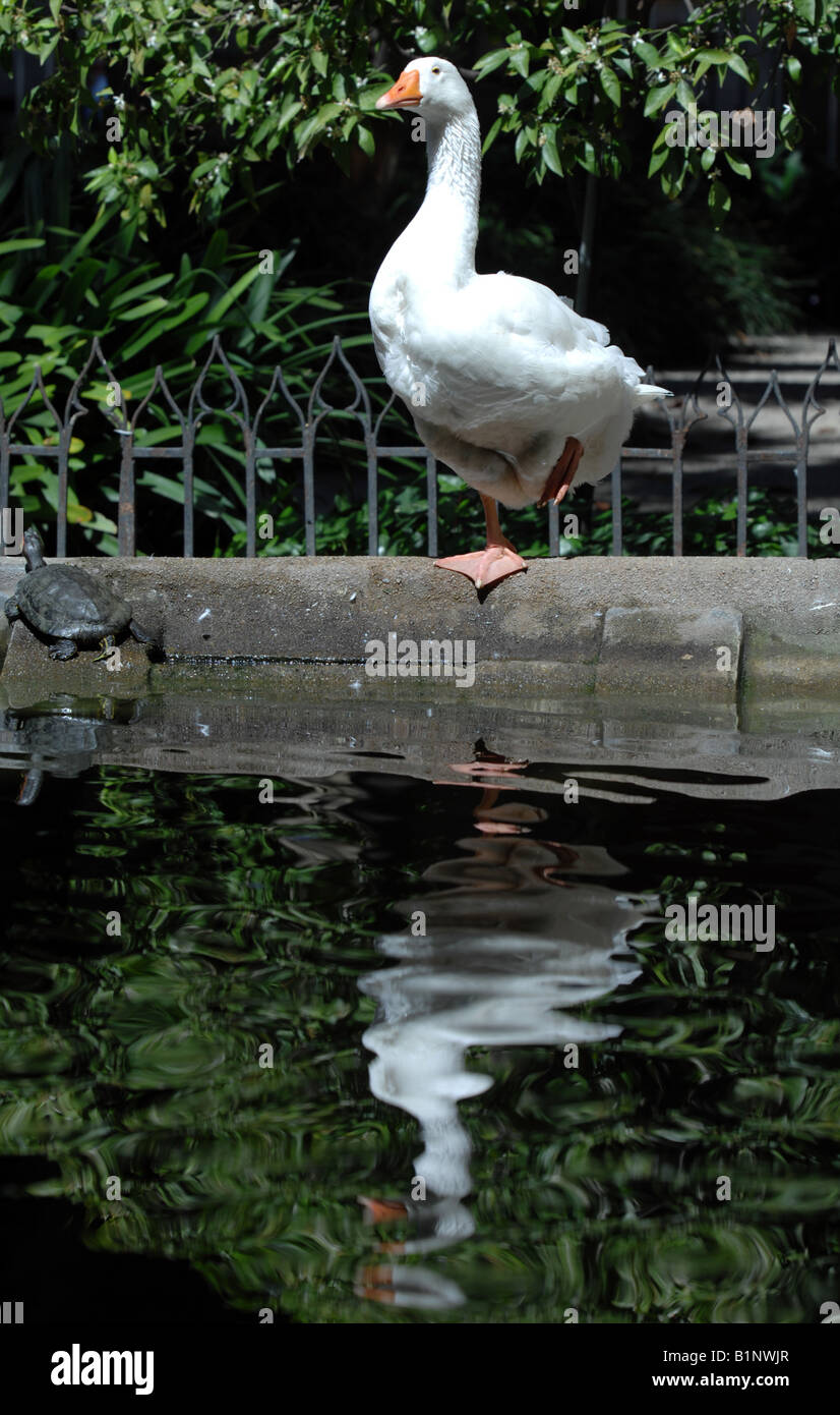 Oca bianca Foto Stock
