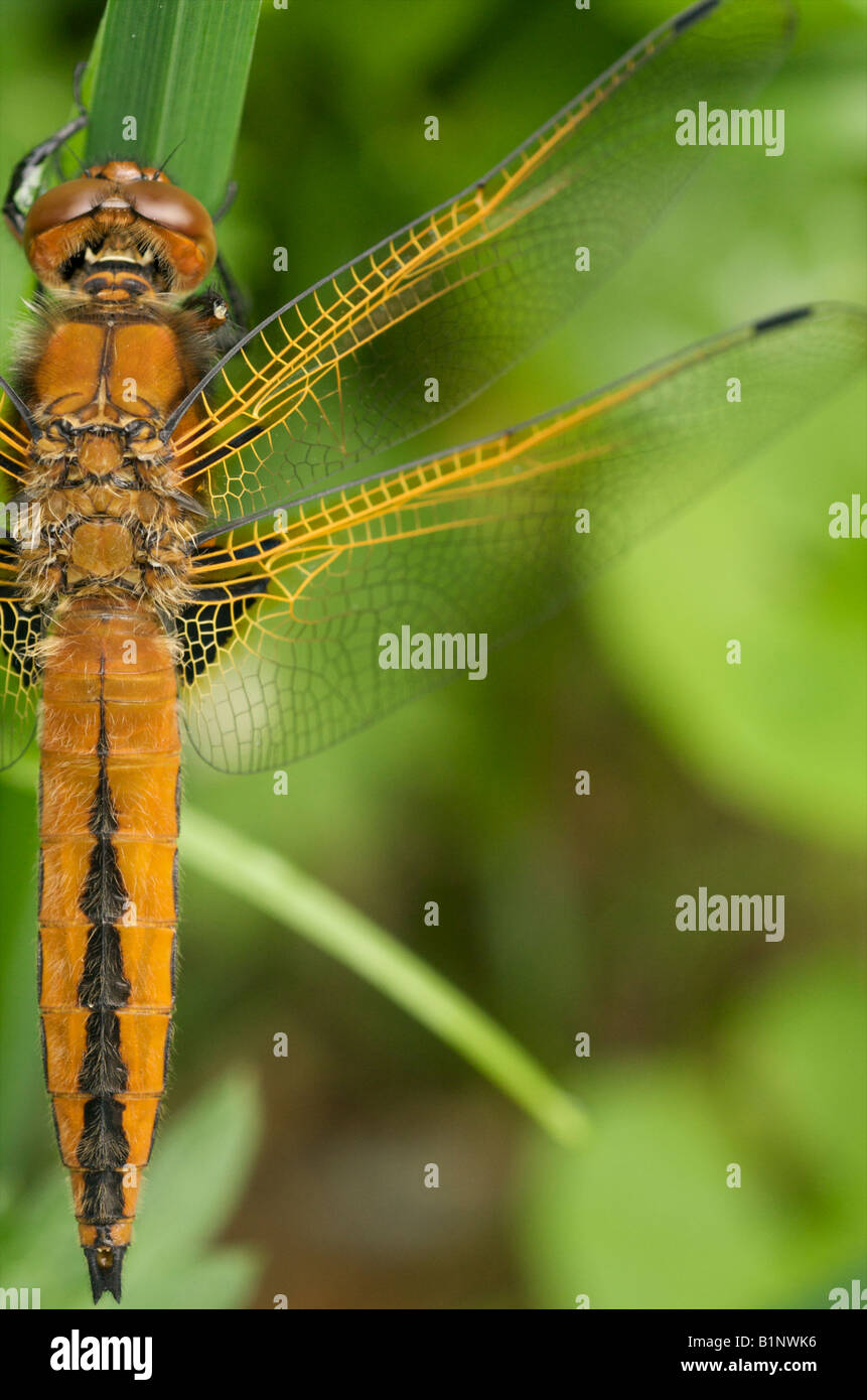 Immaturo scarse chaser libellula Foto Stock