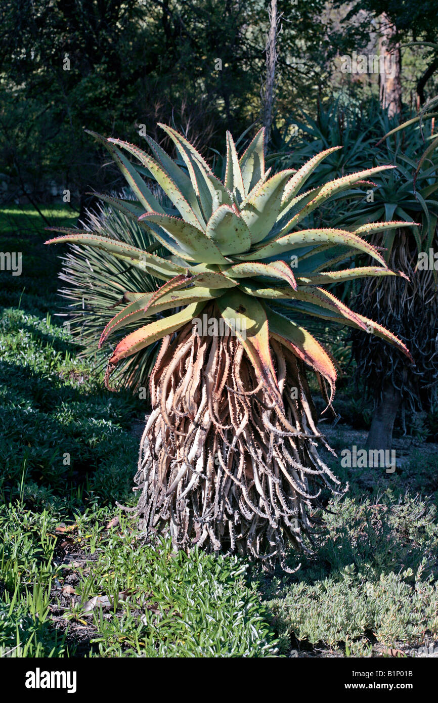 Marloth Mountain Aloe-Aloe marlothii-famiglia Asphodelaceae Foto Stock
