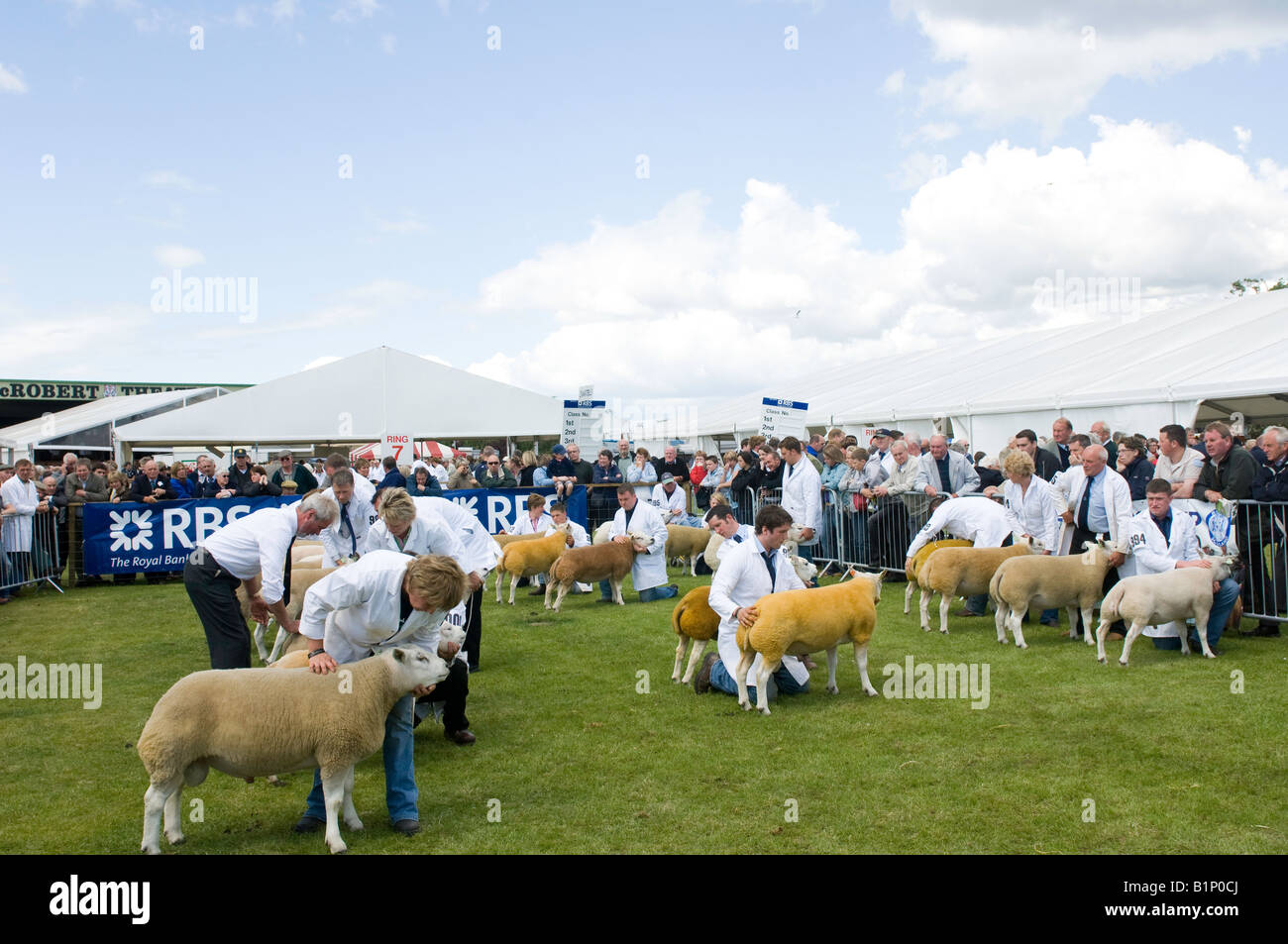 A giudicare le classi Beltex presso il Royal Highland Show Foto Stock
